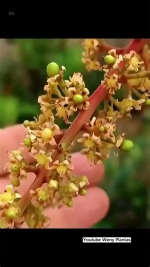 Want to Learn How to Care for Your Plants? Watch the Full Videos on the Channel! - @wenyplantas