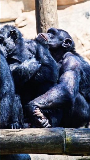 Curiosités sur le Bonobo