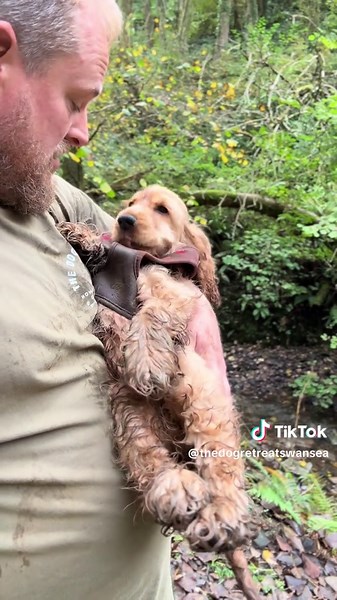 Cocker Spaniel's Playful Day: Walk and Swim Adventures