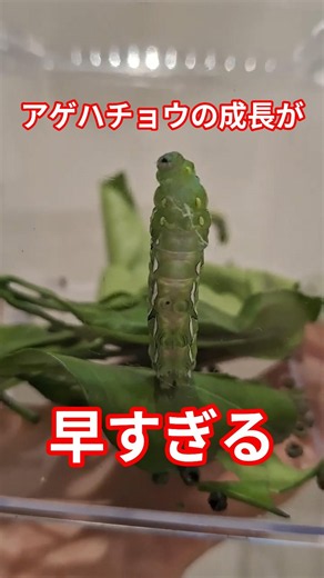 【アゲハチョウ】終齢幼虫～前蛹～蛹になるまで #アゲハチョウ #アゲハ蝶 #幼虫