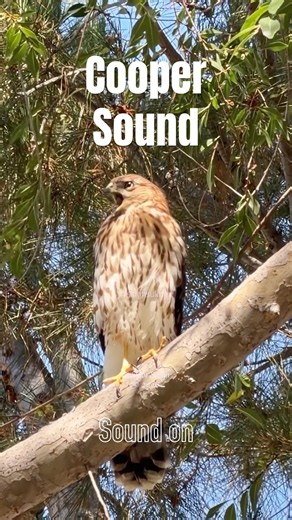 Beautiful vocalization of a young Cooper’s Hawk #coopershawk #birdsofprey