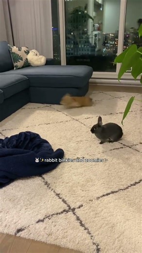 we love when my rabbits have binkies and zoomies @funniebunns #rabbits