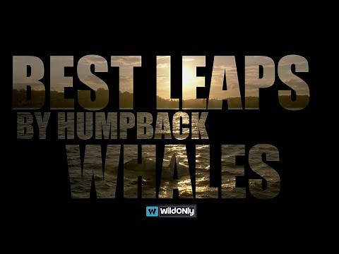 Wildonly.Leaping Giants:The Ultimate Humpback Whale Breaching Compilation! Absolutely Best Moments!