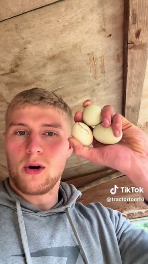 All My Indian Runner Ducks Are Laying Eggs!