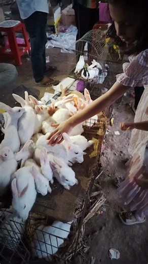 Cute Bunny Moments You Can’t Miss! 🥹❤️