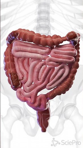 🚶‍♂️ The Motion of Digestion: Peristalsis & Constipation 🚶‍♂️