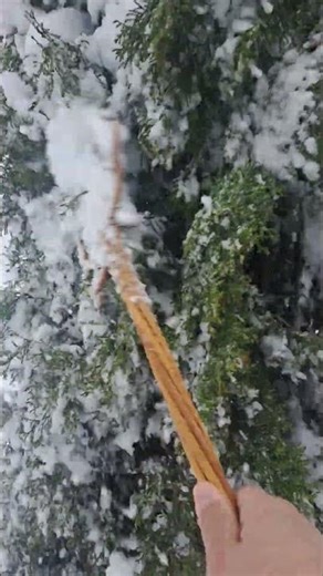 Slapping snow from tree. #tree #snow #winter #storm