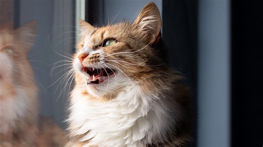 The funniest things cats do and what they really mean