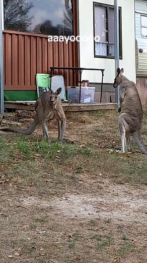 Kangaroos Playing in a Grassy Backyard
