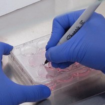 Video: Using the Dot Assay to Analyze Migration of Cell Sheets