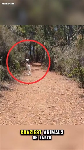 5 CRAZIEST Animal Facts That Will SHOCK You!!! ⚡🤠 | Funny Wildlife Shorts