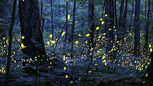 Where to see fireflies in the Triangle (and how to attract them to your own backyard)