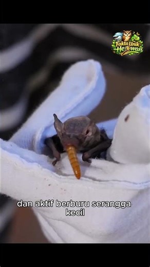 This Tiny Animal Is Actually a Mammal