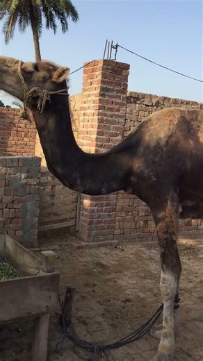 The Beauty of a Camel 🐪 | Stunning Wildlife Footage #Camel #Wildlife #Nature #Animals #Ytshorts