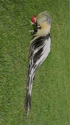3 feet long tail aseel❤ murga