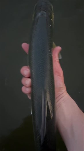 Chris Dixon on Instagram: "Swan River Giant Herring The best session I’ve ever had on these fish. Every cast fish exploding on lures, cartwheeling through the air and line zinging across the water with drag screaming. Over an hour of mayhem with probably 50 landed. #ladyfish #fishingwa #instafish #fishingaustralia #catchandrealease"