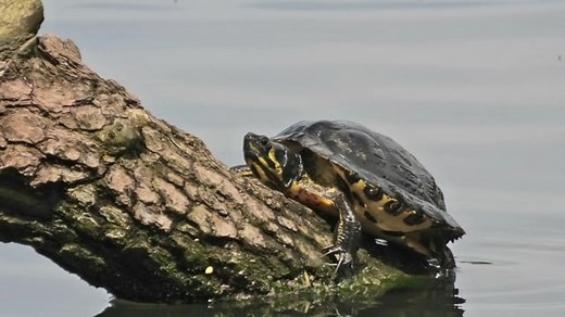 Turtle, Shell, Reptile. Free Stock Video