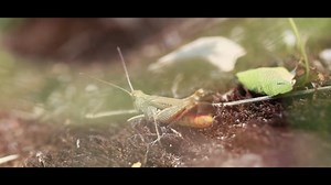 Grasshopper, Desert Locust, Singing. Free Stock Video