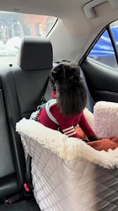 DBV Nation Mascot | DBVNation