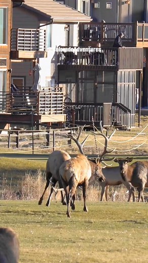 Bull elk fighting on the golf course during the rut in Estes Park Colorado. #bullelk #elk #elkrut #foryouシ #coloradoadventures #fyp #Colorado #estesparkcolorado #estespark #reels | Colorado Adventures