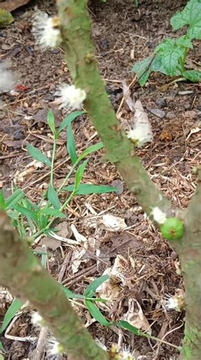 #种植的乐趣 明年肯定结更多