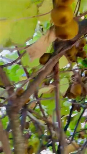 Nguyen Phan on Reels