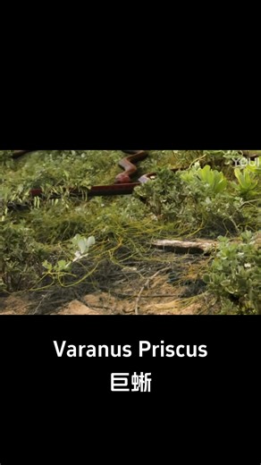 75K views · 776 reactions | Countless small snakes strangled the monitor lizard until it suffocated! #巨蜥 #VaranusPriscus #优酷电影 #youkumovie | Youku Movie | Facebook