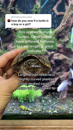 How to Determine the Gender of Your Turtle - Male vs Female Characteristics