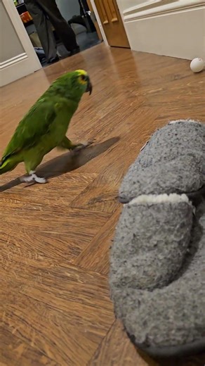 ping pong ball, floor, family#parrot