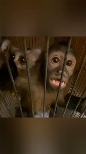 Funny baby capuchin monkey loves being groomed by his friend, the tiny bush baby!#monkey