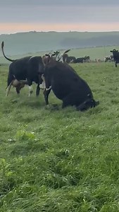 🙌THE COWS ARE OUT 🙌 🥛We are a Dorset based farm with 24 hour milk, cheese and ice cream vending machines 🐄. The milk is delicious whole milk from our grass fed ladies and so are the milkshakes 🐮. The ice cream is homemade and we have a large selection of local cheeses, eggs, honey, butter and chutneys. On Friday's we have a pop up bakery 🥖🥖! It's the best day of the year when the cows go back out after being in for the winter. It's so wonderful to watch them all out on the grass 😍. With 