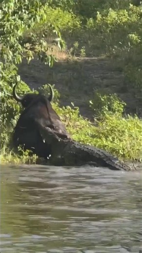 The adventure of an African hunter facing a crocodile! #wildlife