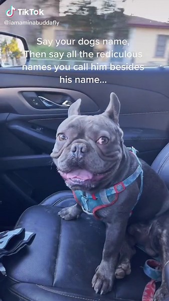 Creative Nicknames for Your Dog: Fun Alternatives