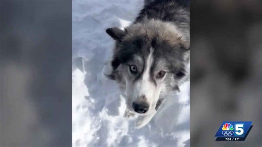 Pet connection: Feb. 5, 2026