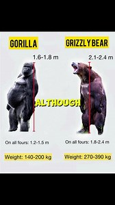 205K views · 1.7K reactions | Gorilla Vs. grizzly bear #nature #animals #wildlife | New Africa | Facebook