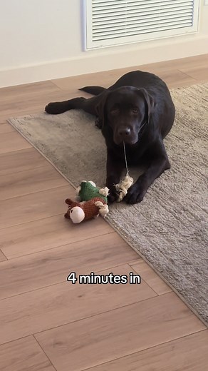 Labrador Retriever Toy Recommendations and Review