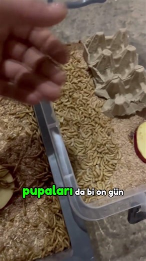What are mealworms used for and how are they produced?