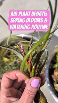 Air Plant Care Update: Spring Blooms and My Watering Routine