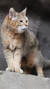 Tilly is here to answer the age-old question: What does an African wildcat sound like? Known for their solitary nature, the African wildcat is most active at night—so no wonder Tilly can be a bit elusive during the day! She’s often tucked away, taking a nap and recharging. In fact, much like domestic cats, she can sleep around 12–15 hours a day. | Omaha's Henry Doorly Zoo and Aquarium