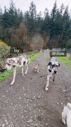 1.4M views · 84K reactions | Life has a special way of bringing souls together at just the right moment if we’re willing to trust the process. Willow and Ivy came into our lives exactly when they were meant to! The journey isn’t always easy, but it always leads exactly where it’s meant to. Please welcome Willow and Ivy to the pack! ❤️ | The Asher House | Facebook