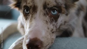 Charming red merle color blue-eyed border collie puppy in a cozy home interior. Portrait of a cute dog indoor. 4k horizontal slow motion footage with pet. Close up view of doggy eyes