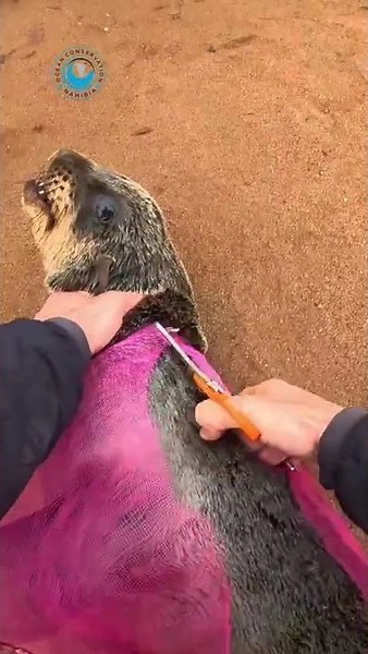 Seal Was Wrapped Like a Mummy! #shorts