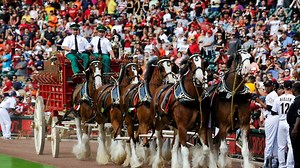 Anheuser-Busch’s Clydesdales steals Super Bowl spotlight early