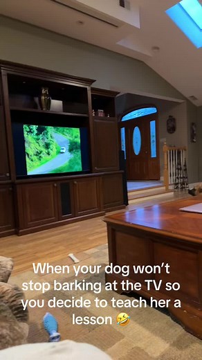 Teaching Your Dog a Lesson: Hilarious Boxer Puppy Training