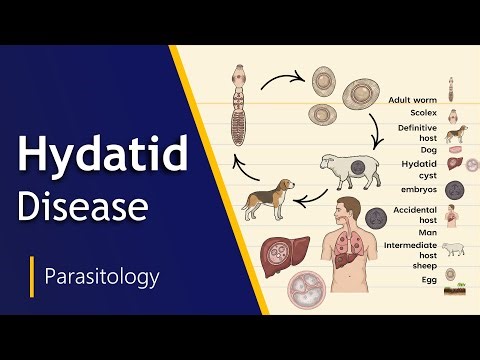 Life Cycle of Echinococcus granulosus (Hydatid Disease) | Easy Explanation | Biology Goal