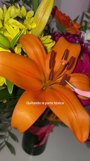 Lirios: belleza natural y significado