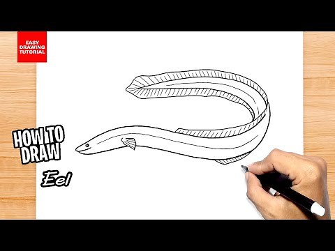 How to draw Eel