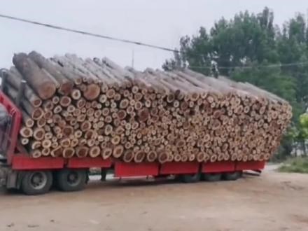 生物质颗粒，代替煤炭使用的新型环保燃料，目前市场很受欢迎#生物质颗粒机 #三农 #冬季 #变废为宝 #环保