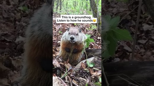 Meet a groundhog in its natural habitat up close
