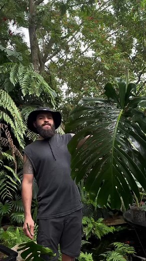 Aroid_collection on TikTok